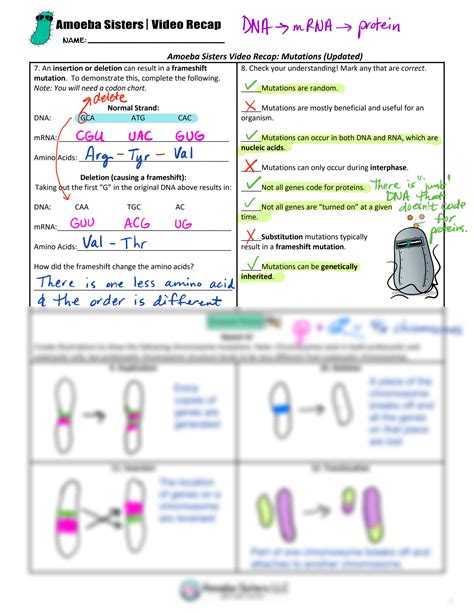 amoeba sisters video recap mutations updated answer key quizlet